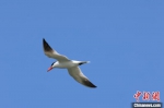 图为在白洋淀拍摄的红嘴巨燕鸥。雄安新区宣传网信局供图 - 中国新闻社河北分社