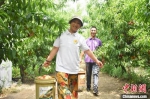 桃农安立强和妻子在桃园采摘鲜桃。鲁丽华 摄 - 中国新闻社河北分社