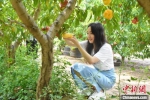游客正在采摘鲜桃。鲁丽华 摄 - 中国新闻社河北分社