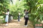 游客在采摘鲜桃。鲁丽华 摄 - 中国新闻社河北分社