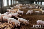 河北省本周猪肉和蔬菜价格上涨 鸡蛋价格小幅下降 - 河北新闻门户网站