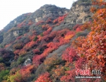 深秋的白银坨，漫山红遍，层林尽染。 刘森 摄 - 中国新闻社河北分社