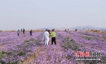 游客在花田赏花。 李秀芹 摄 - 中国新闻社河北分社