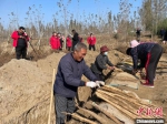 图为网红直播麻山药收获现场。　张旭宁 摄 - 中国新闻社河北分社