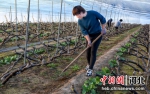 3月6日，涿州市交渠村无花果种植户张素华带领村中妇女为无花果除草。 刘永兴 摄 - 中国新闻社河北分社