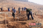 迁西县农民在迁西县庚水田园乡村振兴项目种植树木。 王爱军 摄 - 中国新闻社河北分社