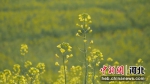 迁西县雨花谷生态观光园，40余亩油菜花灿烂绽放，勾勒出一幅优美的金色旖旎画卷。 韩江平 - 中国新闻社河北分社